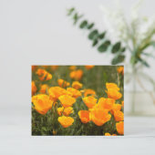 Carte Postale California poppies (Debout devant)