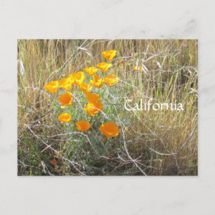 Carte postale - California Poppy