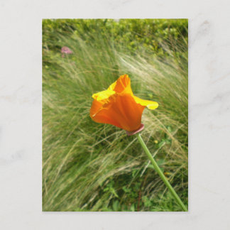 Carte postale California Poppy