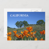 Carte postale California Poppy (Devant / Derrière)