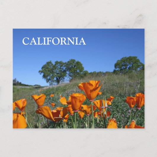 Carte postale California Poppy (Devant)