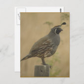 Carte postale California Quail (Devant / Derrière)
