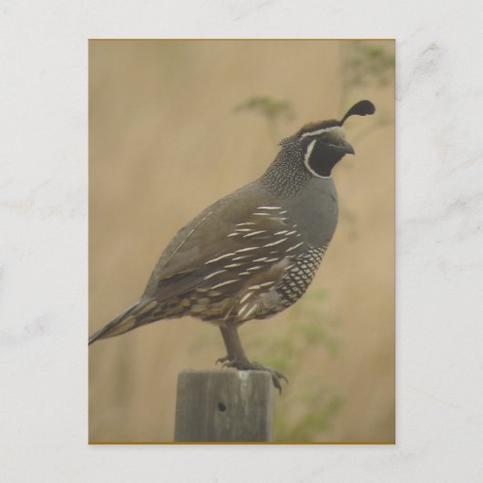 Carte postale California Quail (Devant)