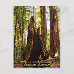Carte postale California Redwoods