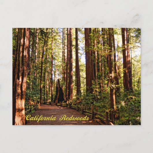 Carte postale California Redwoods (Devant)