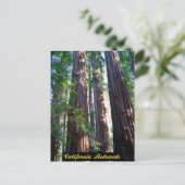 Carte postale California Redwoods (Debout devant)