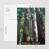 Carte postale California Redwoods (Devant / Derrière)