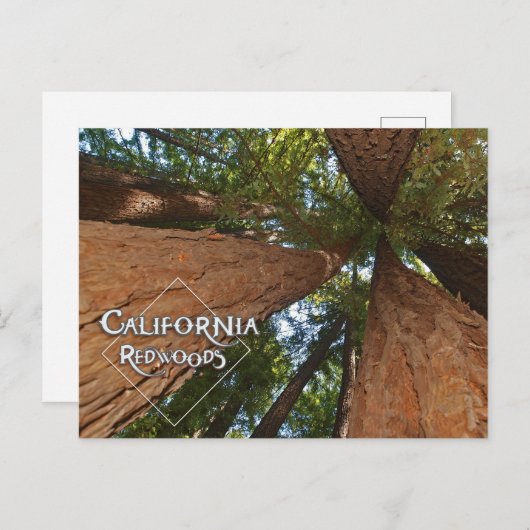 Carte Postale California Redwoods - Big Trees Postcard (Devant / Derrière)