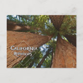 Carte Postale California Redwoods - Big Trees Postcard (Devant)