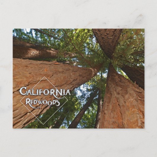Carte Postale California Redwoods - Big Trees Postcard (Devant)