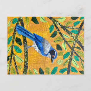 Carte Postale California Scrub Jay