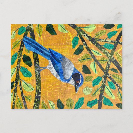 Carte Postale California Scrub Jay (Devant)