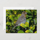 Carte Postale California Towhee (Devant / Derrière)