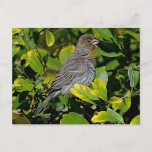 Carte Postale California Towhee