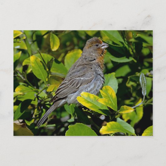Carte Postale California Towhee (Devant)