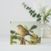 Carte postale California Towhee (Debout devant)