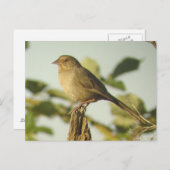 Carte postale California Towhee (Devant / Derrière)