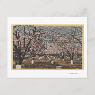 Carte Postale CaliforniaBlossom sur les arbres