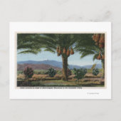 Carte Postale CaliforniaDates Growing in the Coachella (Devant)