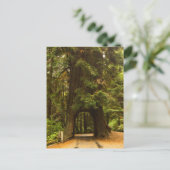 Carte Postale Californie | Arborescence de troncs de lecteurs Re (Debout devant)