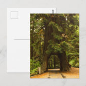 Carte Postale Californie | Arborescence de troncs de lecteurs Re (Devant / Derrière)