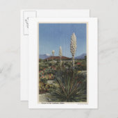 Carte Postale Californie Cactus du Yucca en fleurs dans le déser (Devant / Derrière)