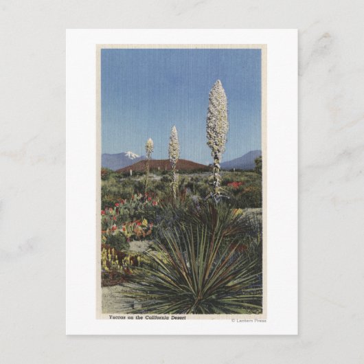 Carte Postale Californie Cactus du Yucca en fleurs dans le déser (Devant)