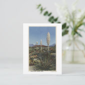 Carte Postale Californie Cactus du Yucca en fleurs dans le déser (Debout devant)