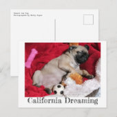 Carte Postale Californie Dreaming Peanut le Carlin (Devant / Derrière)