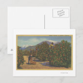 Carte Postale Californie du Sud - cueillette d'oranges (Devant / Derrière)