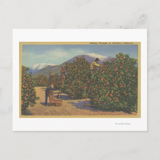 Carte Postale Californie du Sud - cueillette d'oranges (Devant)