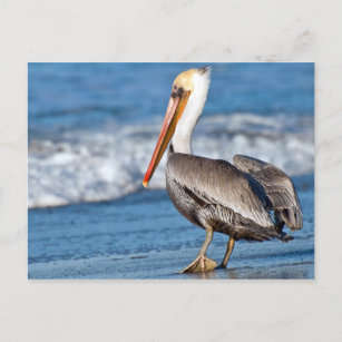 Carte Postale Californie Pelican sur la plage