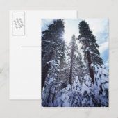 Carte Postale Californie, Sierra Nevada Mountains 9 (Devant / Derrière)