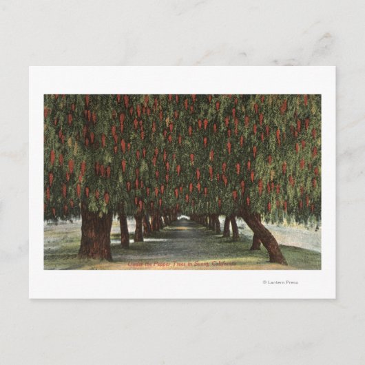Carte Postale CalifornieGroves de poivriers (Devant)