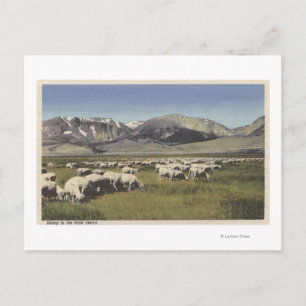 Carte Postale CaliforniePâturage des moutons dans la Haute Sierr