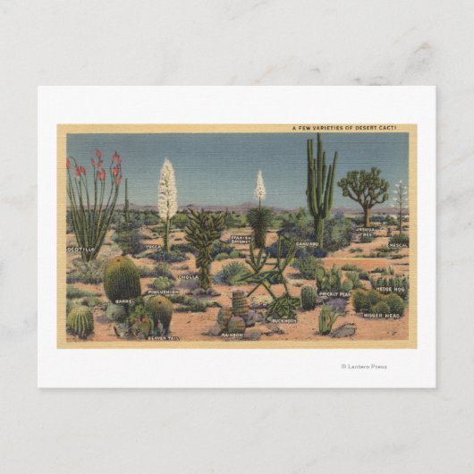 Carte Postale CalifornieVariétés de cactus du désert (Devant)