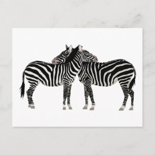 Carte Postale Câlins aux zèbres