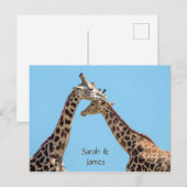 Carte Postale Câlins de girafe romantiques personnalisés (Devant / Derrière)