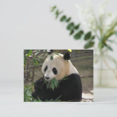 Carte Postale Câlins de Panda (Debout devant)