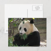 Carte Postale Câlins de Panda (Devant / Derrière)