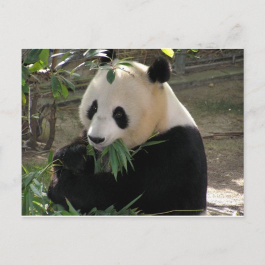 Carte Postale Câlins de Panda (Devant)