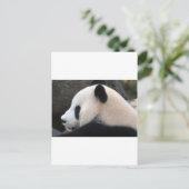Carte Postale Câlins de Panda (Debout devant)