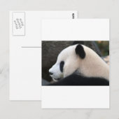 Carte Postale Câlins de Panda (Devant / Derrière)