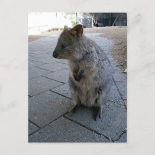 Carte Postale "Câlins en Australie : un Quokka gris câlin"