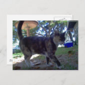 Carte Postale Caliope (Devant / Derrière)