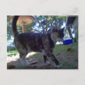 Carte Postale Caliope (Devant)