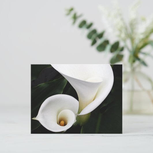 Carte Postale Calla blanche Lillies (Debout devant)