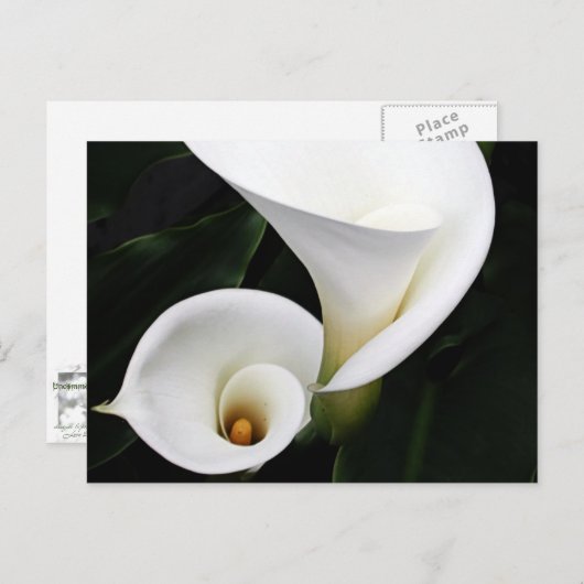 Carte Postale Calla blanche Lillies (Devant / Derrière)