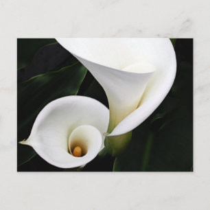 Carte Postale Calla blanche Lillies