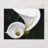 Carte Postale Calla blanche Lillies (Devant)